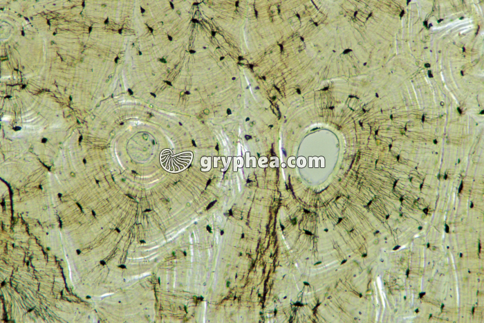 Os compact x25 - gryphea.com